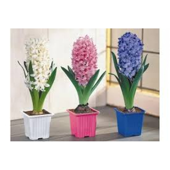 Гиацинты в Байконуре