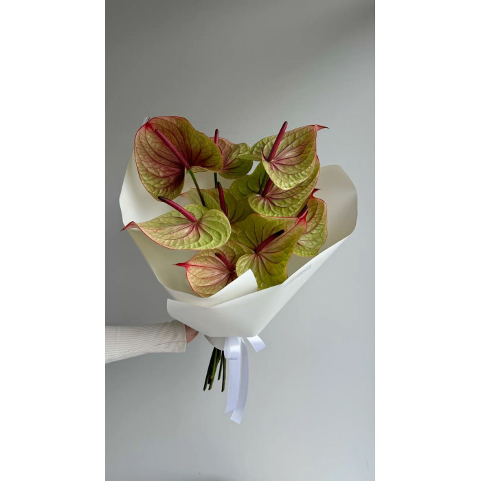 Антуриумы в Байконуре