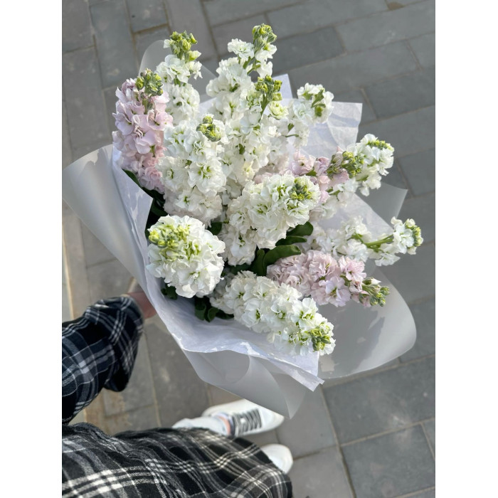 Маттиола в Байконуре