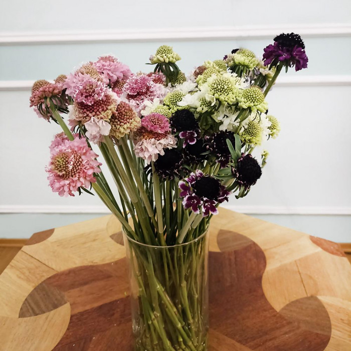 Скобиоза в Байконуре