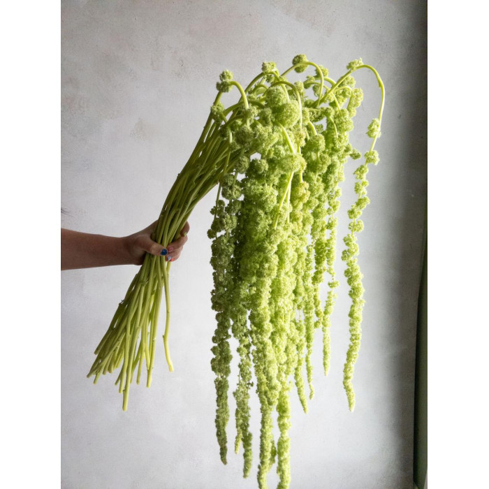 Амарантус в Байконуре