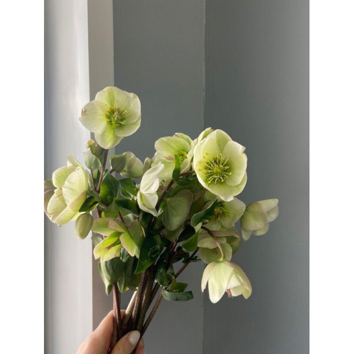 Хелеборус в Байконуре