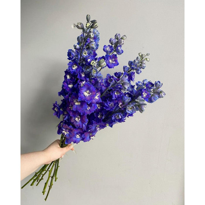 Делфиниум в Байконуре