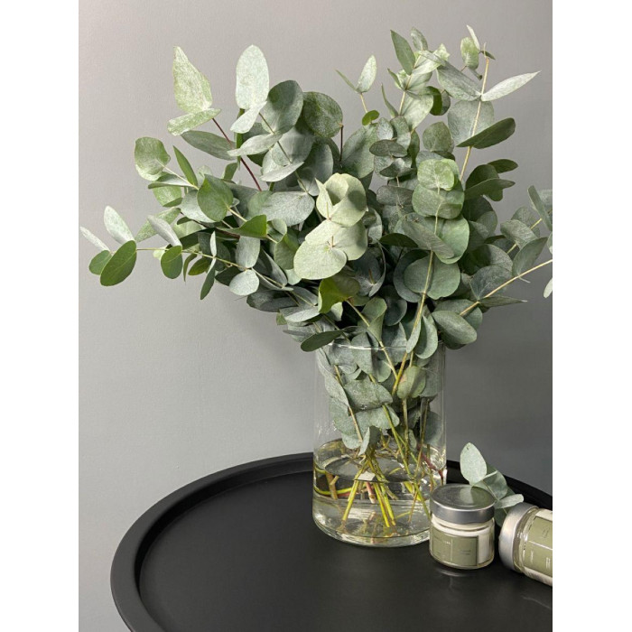 Эвкалипт в Байконуре