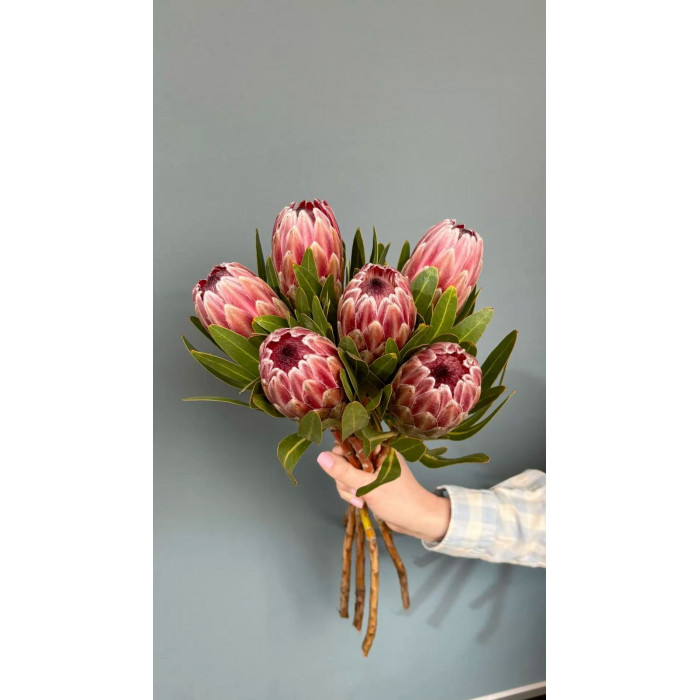 Протея в Байконуре