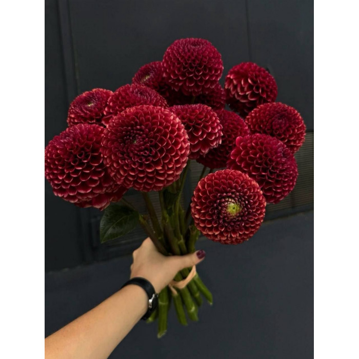 Георгины в Байконуре