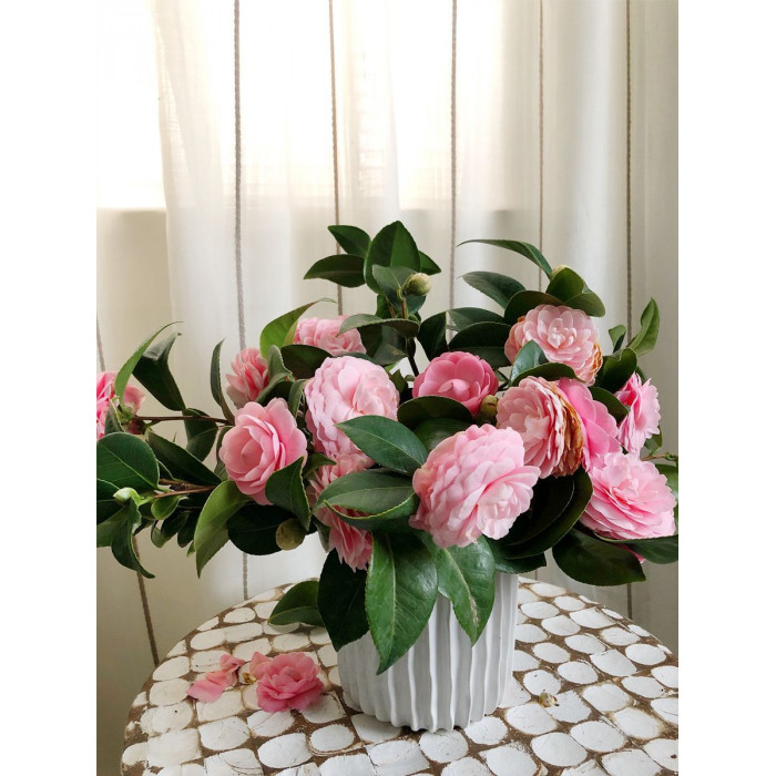 Камелия в Байконуре