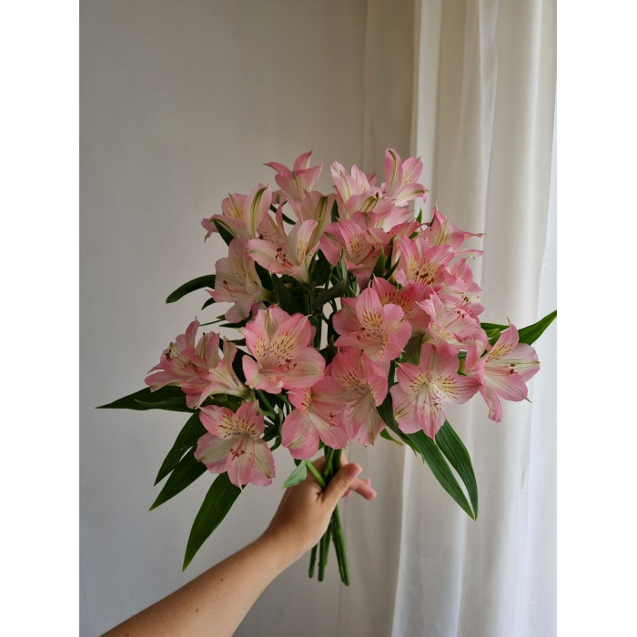 Альпиния в Байконуре