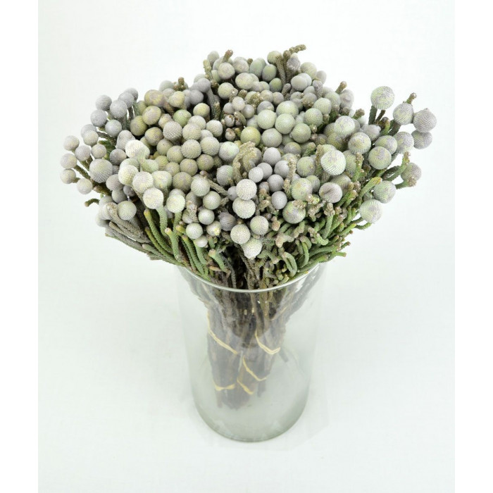 Бруния в Байконуре