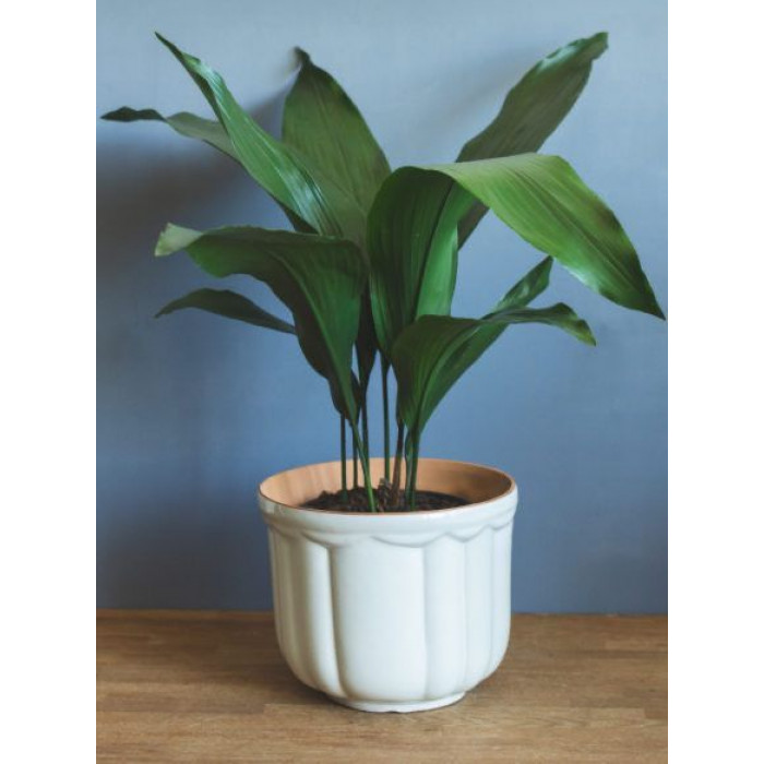 Аспидистра в Байконуре