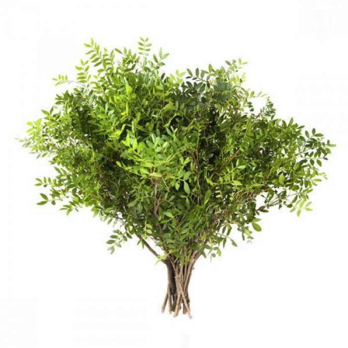 Писташ в Байконуре