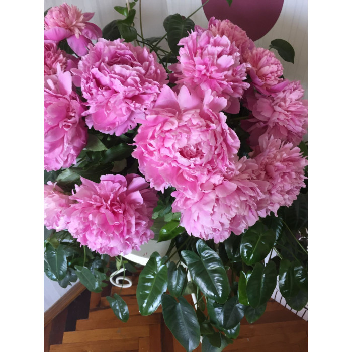 Пион древовидный в Байконуре