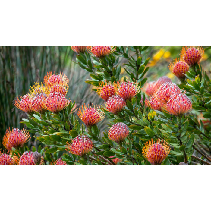 Леукоспермум в Байконуре