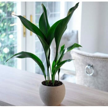 Средний цветок аспидистра