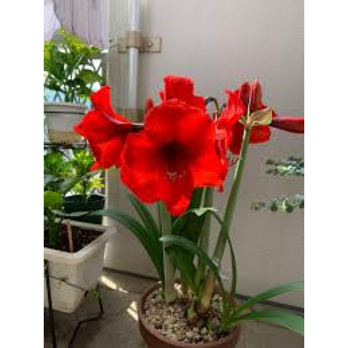 Амариллис в Байконуре