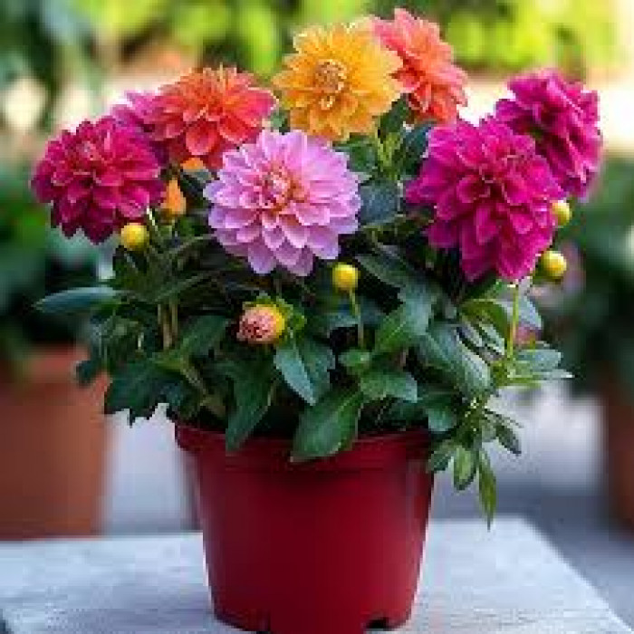 Георгины в Байконуре