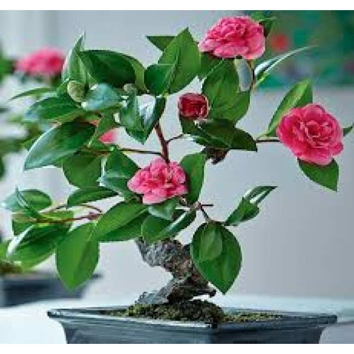 Камелия в Байконуре