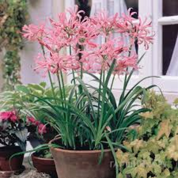 Нерине в Байконуре