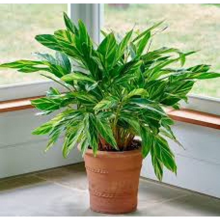 Альпиния в Байконуре