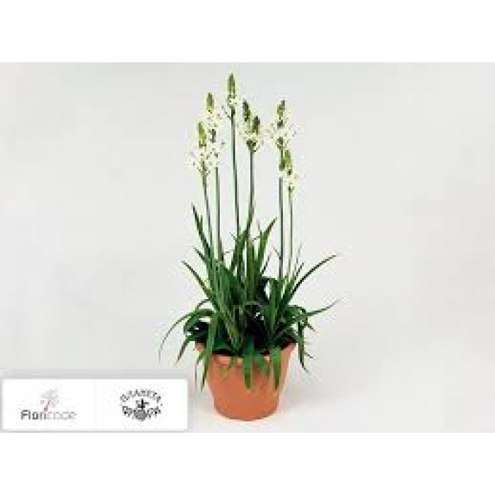 Орнитогалум в Байконуре