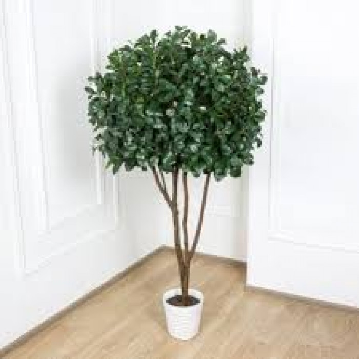 Рускус в Байконуре